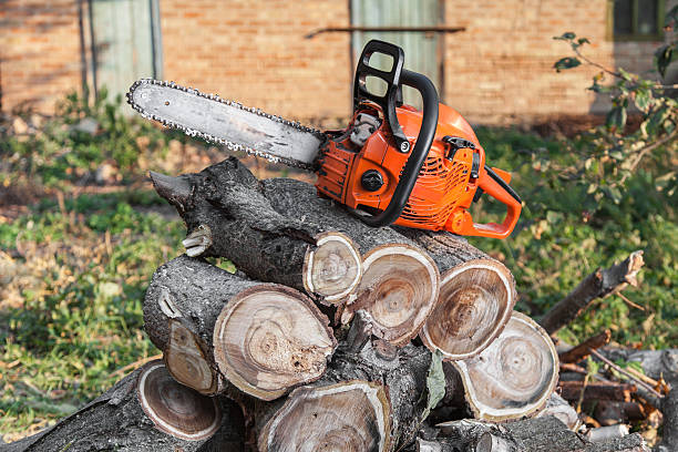 Best Tree Care Services  in Orchard Mesa, CO